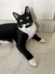 Inky - Domestic Short Hair Cat