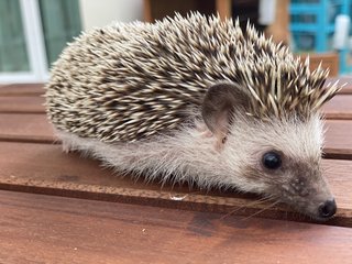 Olaf - Hedgehog Small & Furry