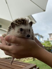 Olaf - Hedgehog Small & Furry