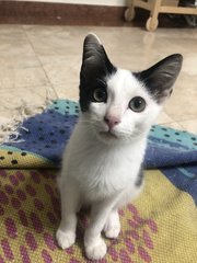 Puri - Domestic Short Hair Cat