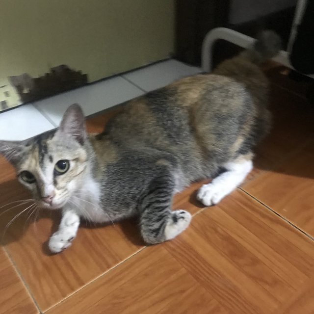 Noname - Domestic Short Hair Cat