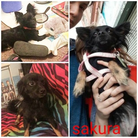 Sakura - Chihuahua Dog