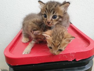 Kitties - Domestic Medium Hair Cat