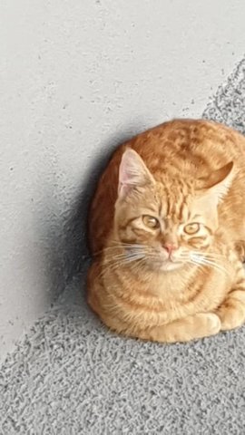 Gingerboy - Domestic Short Hair Cat