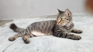 Greytabbygirl - Domestic Short Hair Cat