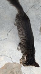 Greytabbygirl - Domestic Short Hair Cat