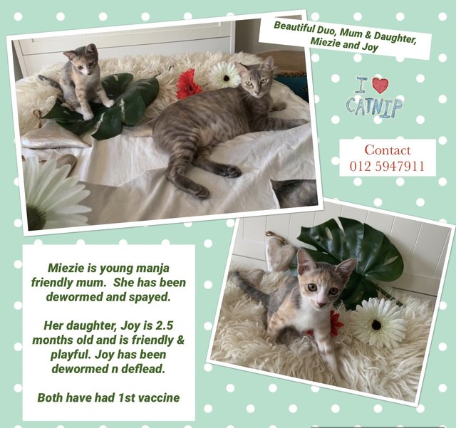 Miezie Adopted - Domestic Short Hair Cat
