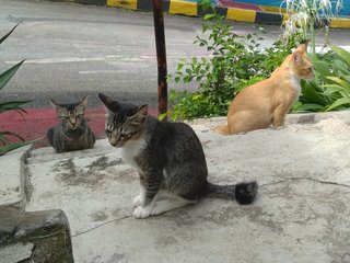 These 3 brothers are siblings, about 1 year old.