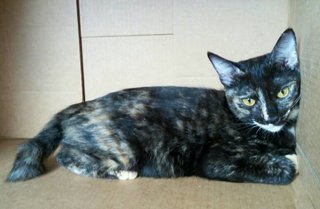 Maple - Tortoiseshell Cat