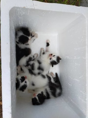 4 Abandoned Kittens - Domestic Medium Hair Cat