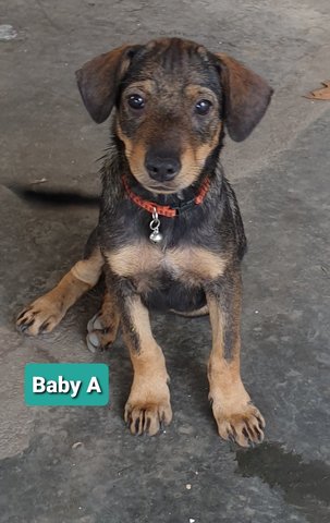 Baby Aliz - Mixed Breed Dog