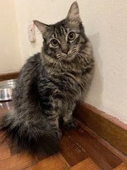 Sasha &amp; Toto - Domestic Medium Hair + Domestic Short Hair Cat