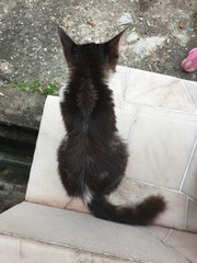 Mixed Persian Kitten  - Persian + Domestic Long Hair Cat