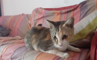 Lola - Domestic Short Hair Cat