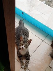 Rascally - Domestic Short Hair Cat