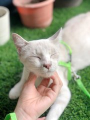 Suki - Domestic Short Hair Cat