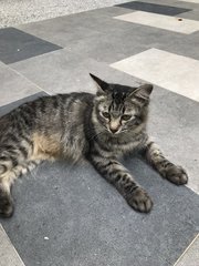 Stripes - Domestic Medium Hair Cat