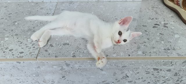 Tinie - Tabby Cat