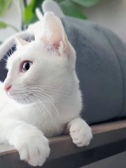 Nuni &amp; Bingsu (Urgent) - Domestic Short Hair + Domestic Medium Hair Cat
