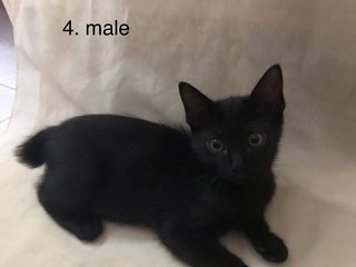 PF99699 - Domestic Medium Hair Cat
