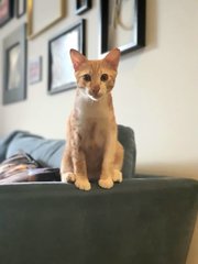 Martin - Domestic Short Hair Cat