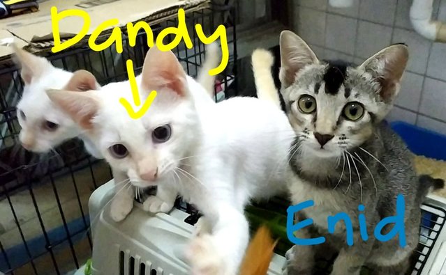 Beano, Caesar, Dandy, Enid, Nancy - Domestic Short Hair Cat