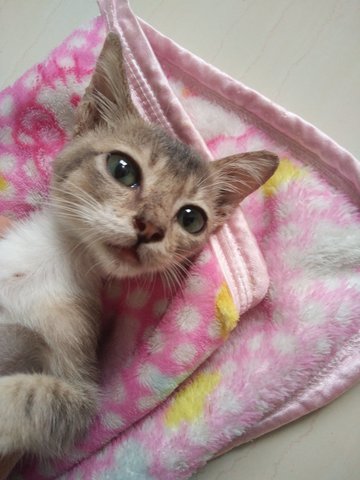 Grey Cat 灰猫 - Domestic Short Hair Cat