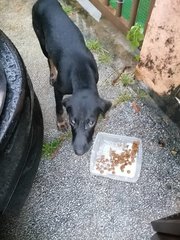 Rexy (Violet) - Dachshund Mix Dog