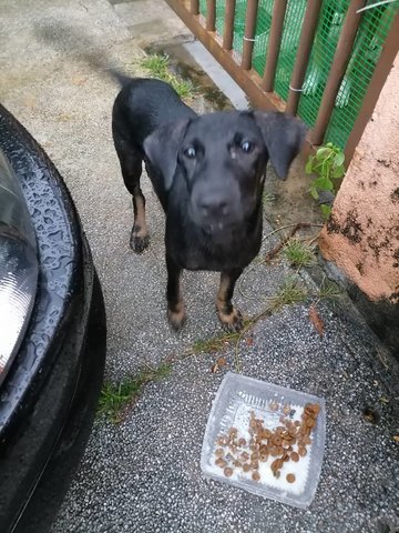 Rexy (Violet) - Dachshund Mix Dog