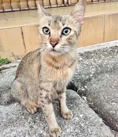Cico - Tabby Cat