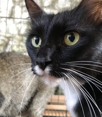 Blackie (Urgent Adoption) - Domestic Short Hair Cat