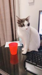 Myuki - Domestic Short Hair Cat