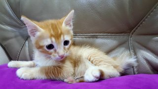 Nono - Domestic Medium Hair Cat