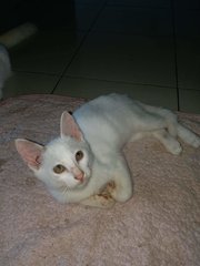 Miro - Tabby + Turkish Angora Cat