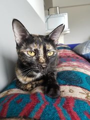 Annie (Now Maya) - Domestic Short Hair Cat