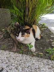 Bossy - Domestic Short Hair Cat