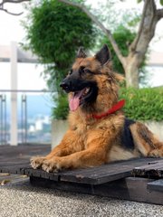 Dutchess - German Shepherd Dog Dog