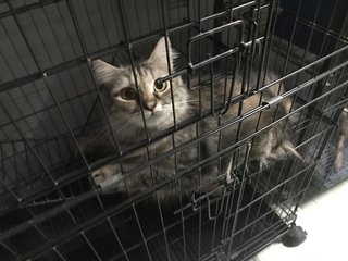 Kiki - Maine Coon + Domestic Medium Hair Cat