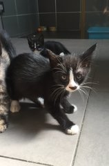 Toni - Domestic Medium Hair + Tuxedo Cat