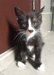 Toni - Domestic Medium Hair + Tuxedo Cat