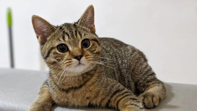 Belang - British Shorthair Cat