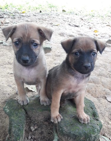 2 Mixed Breed Puppies  - Mixed Breed Dog