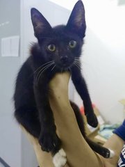 Sir Mittens (Now Kovu) - Domestic Short Hair Cat