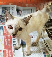 Bingo (Siamese Exotic) - Siamese Cat