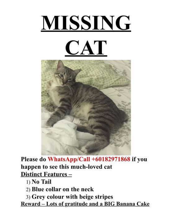 Sos. Please Keep An Eye For This Chubby Tabby In J..