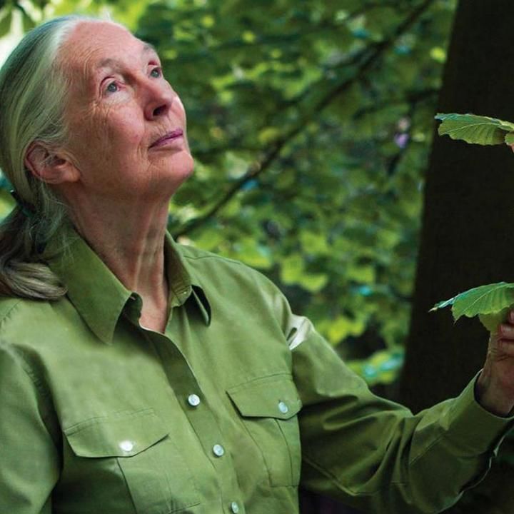 Dr. Jane Goodall Wants You To Eat Less Meat And Her Reasons Are Pretty Sound