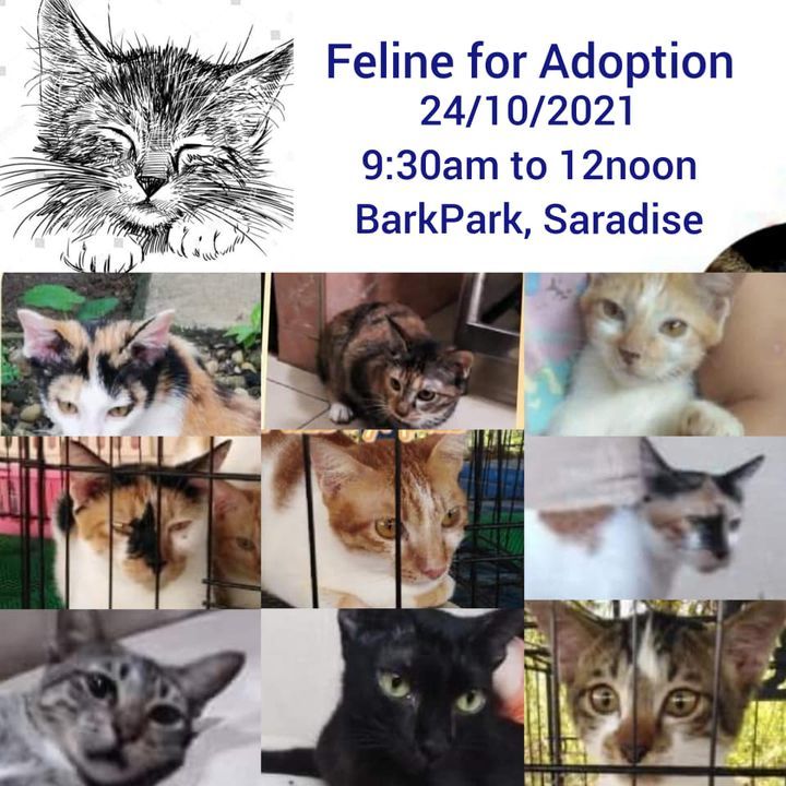 Feline Adoption Campaign. Sunday 24/10/21. 930am T..