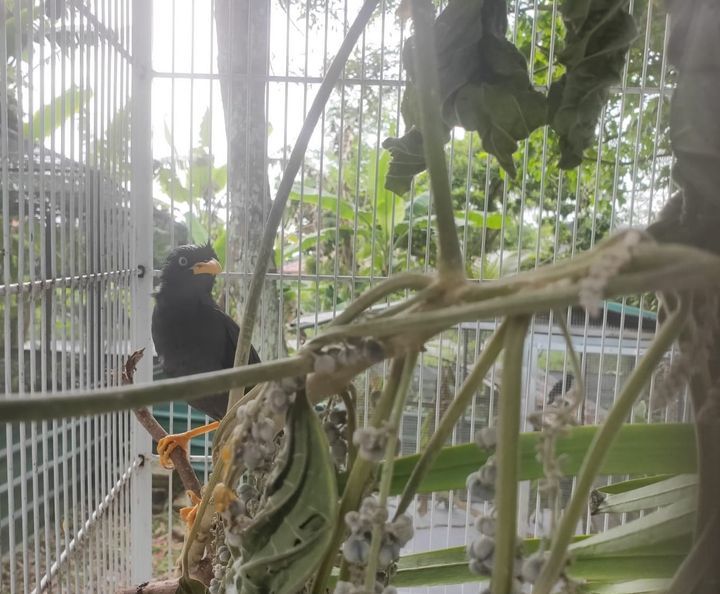 Update On The Glue Mynah From Cck What Do You Thin..