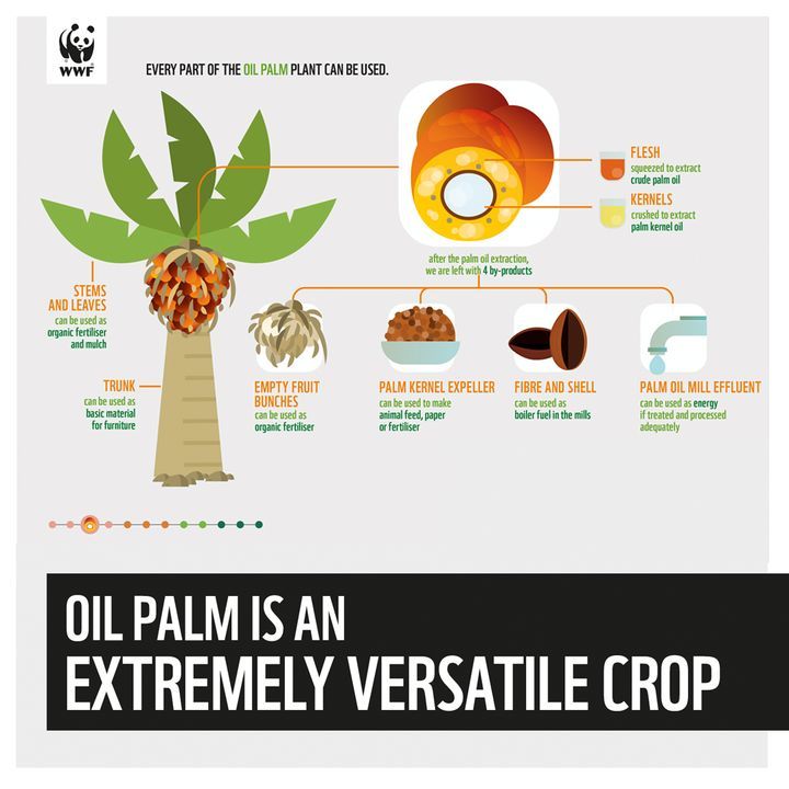 Dyk That Every Part Of The Oil Palm Tree Can Be Us.. | WWF Malaysia ...