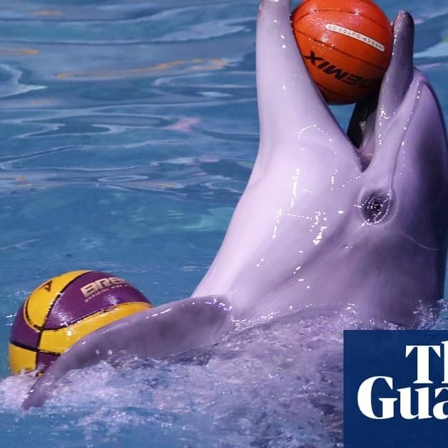 Expedia To Stop Selling Holidays That Include Captive Dolphin Shows